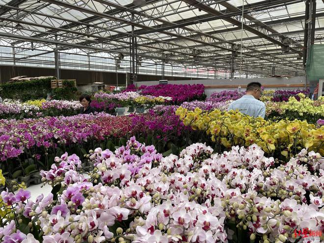 我在成都逛花市！“花样”玩法体验不一样的花卉美学(图3)
