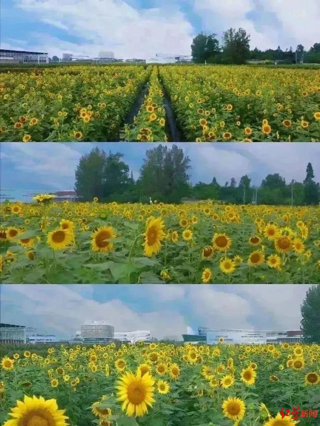 我在成都逛花市！“花样”玩法体验不一样的花卉美学(图6)