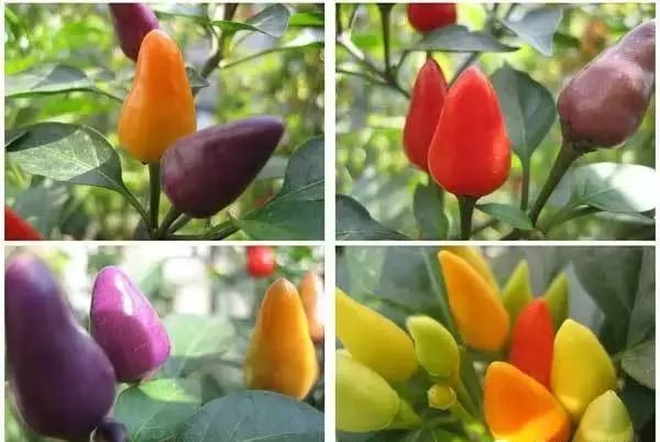 圣诞节花卉礼物大揭秘绝佳的植物礼品！(图9)