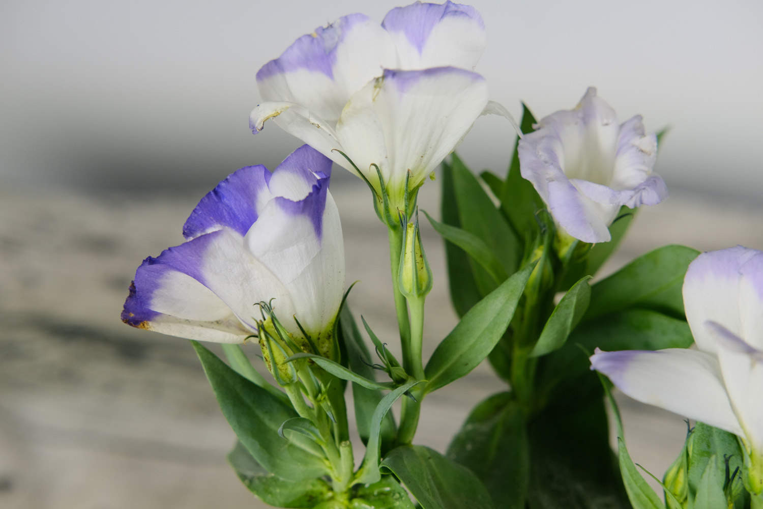 教师节送什么花最合适(图2)
