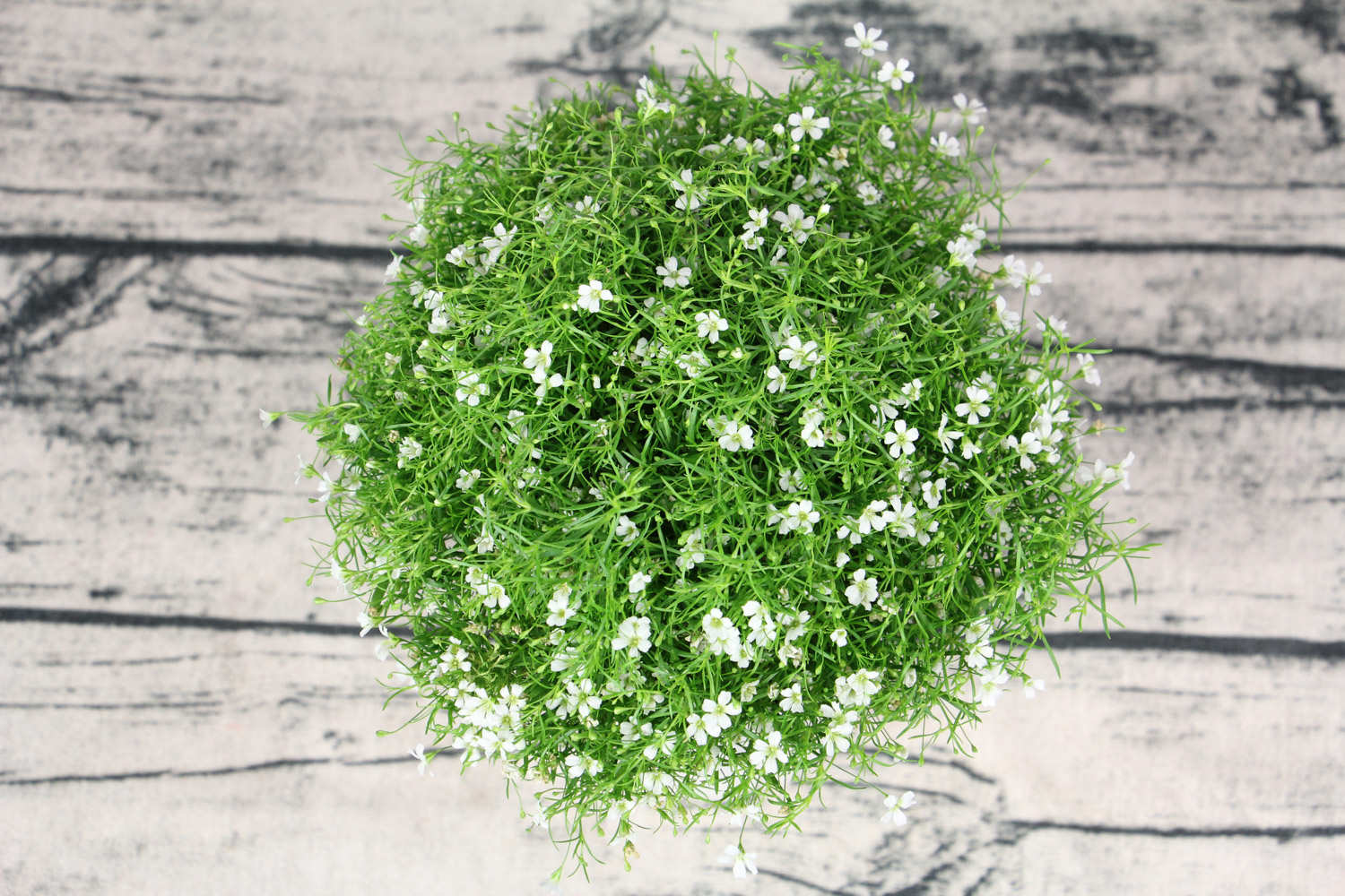 教师节送什么花最合适(图3)