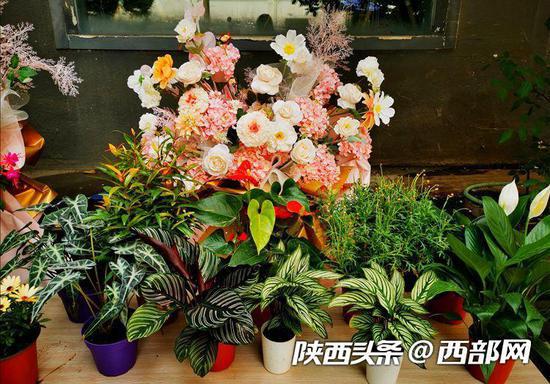 西安花卉市场逐渐回暖 供应充足低价售卖(图2)