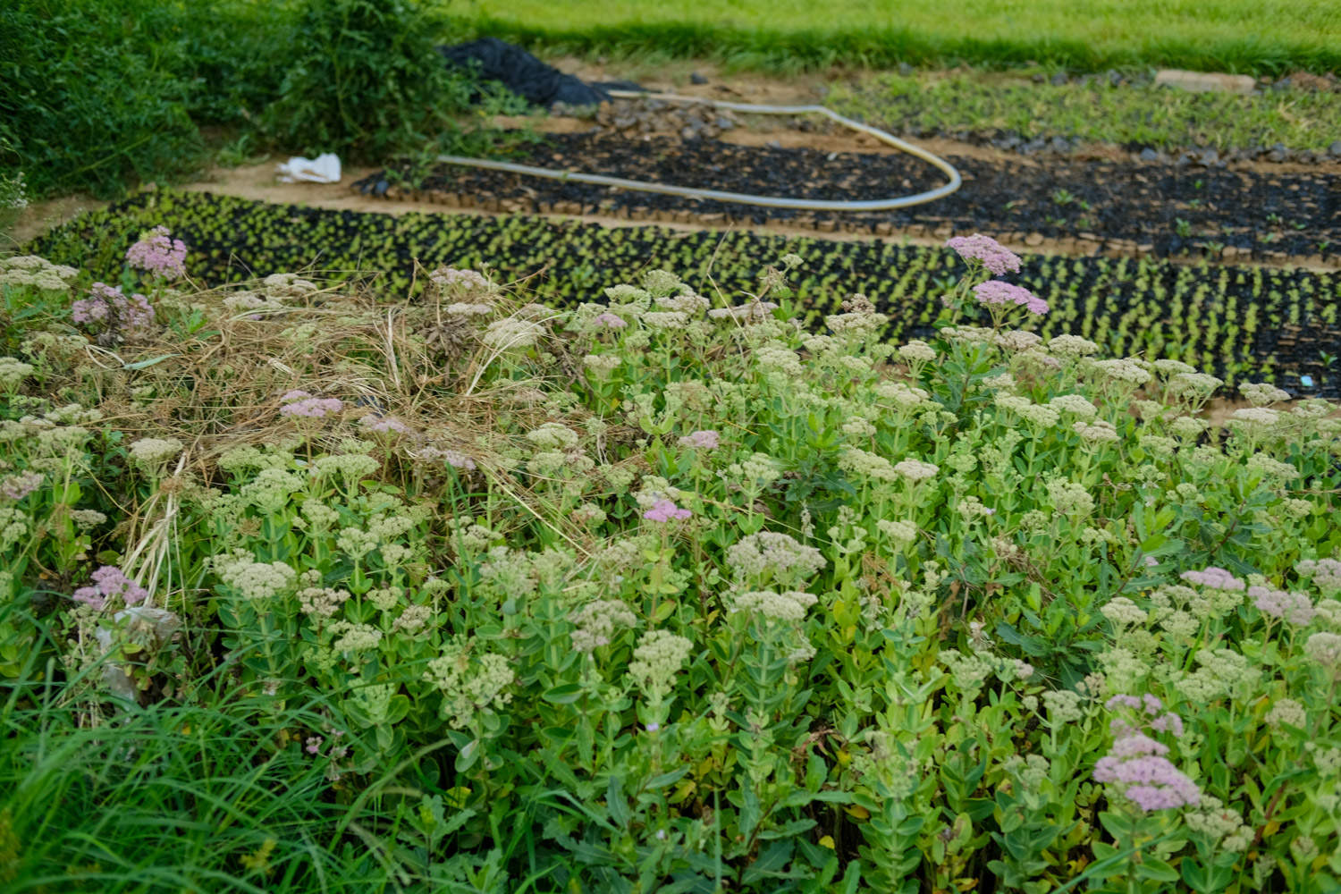 10种庭院最佳的花卉选择(图2)