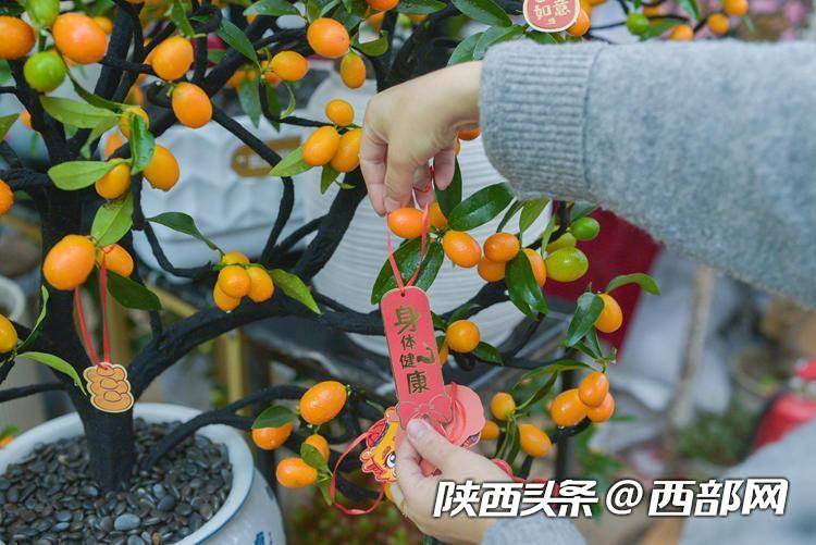 年宵花走俏!年味儿越来越浓 西安花卉市场持续升温(图3) 年宵花走俏!年味儿越来越浓 西安花卉市场持续升温(图3)