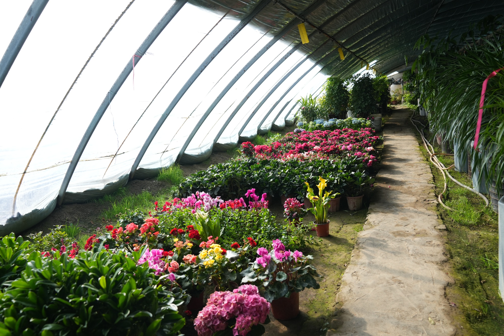 五彩花卉迎新春 欢欢喜喜过大年(图2)