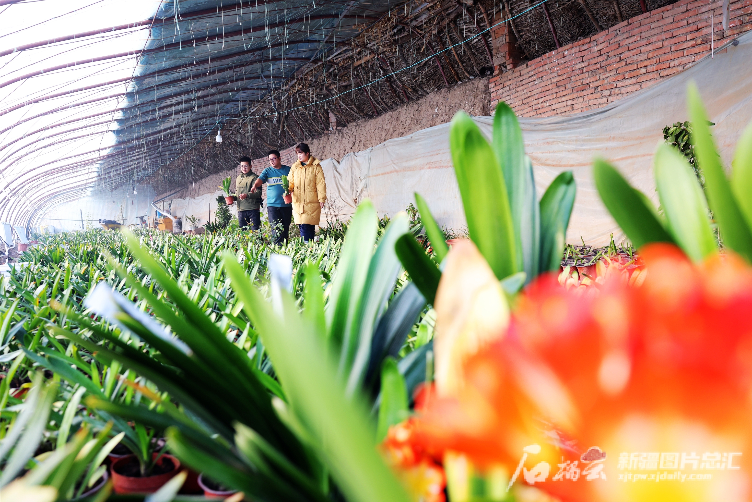 贴窗花、选饰品、购鲜花……迎新年的氛围来了!(图3) 贴窗花、选饰品、购鲜花……迎新年的氛围来了!(图3)