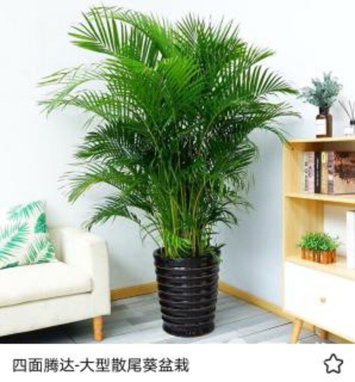 花卉租赁绿植租摆朝阳门承接绿植租赁服务(图7)