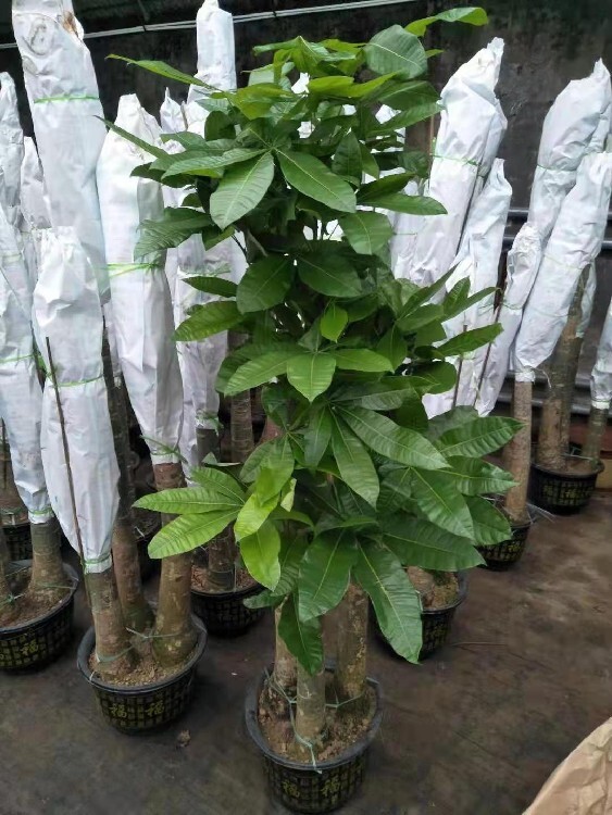 花卉租赁绿植租摆朝阳门承接绿植租赁服务(图6)