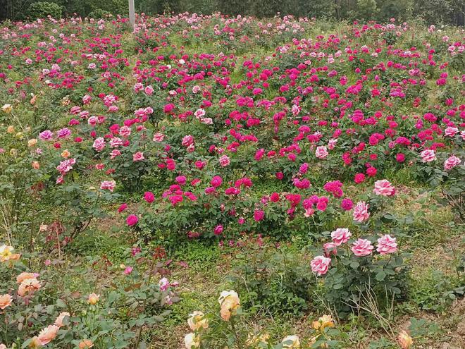 赏花、观星、露营这个“五一” 来榕山通数沟生态园好好玩！(图1)