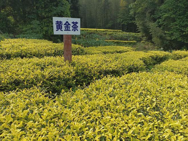 赏花、观星、露营这个“五一” 来榕山通数沟生态园好好玩！(图4)