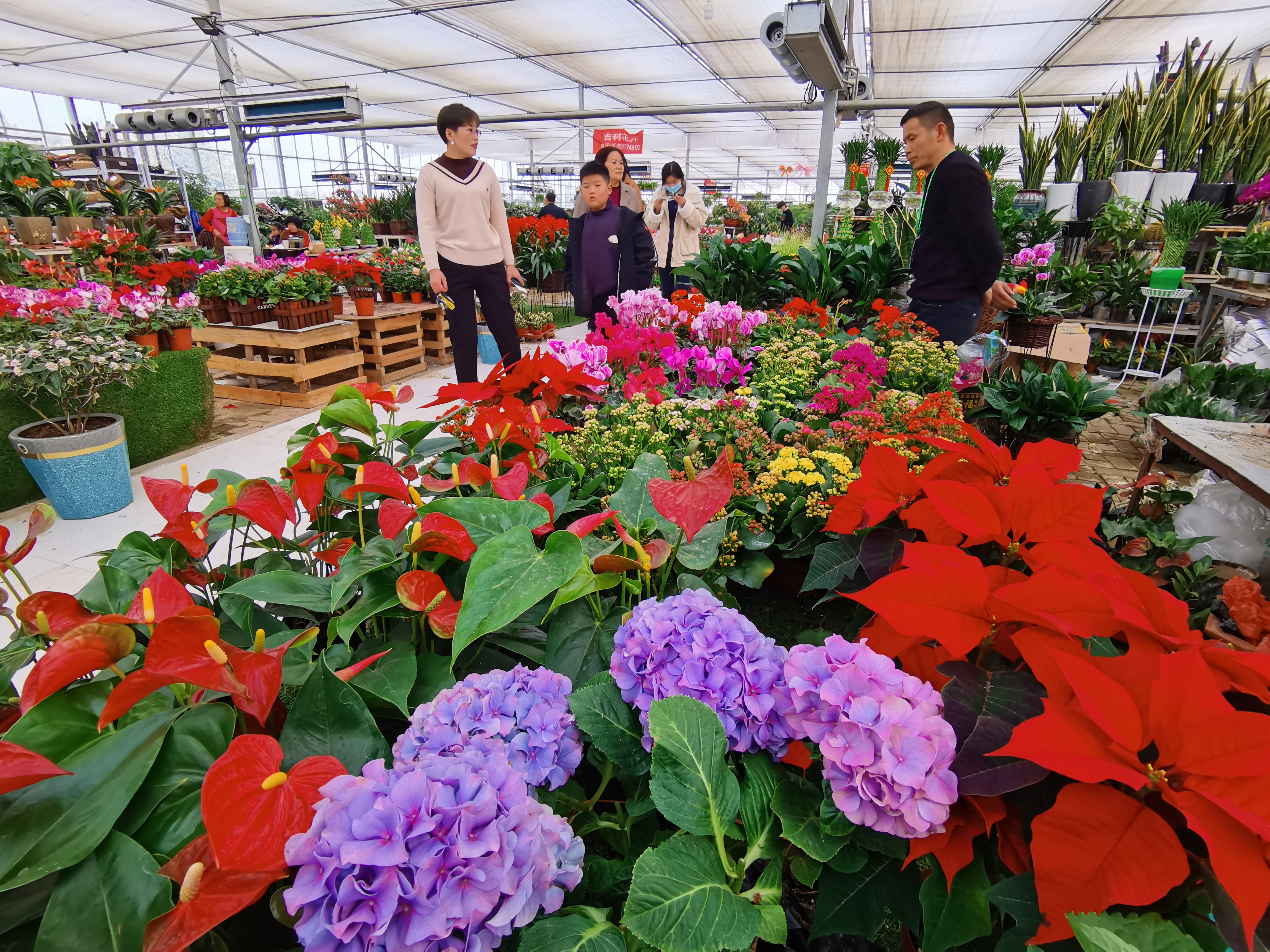 【网络中国节·春节】春节盆栽花卉走俏(图1)