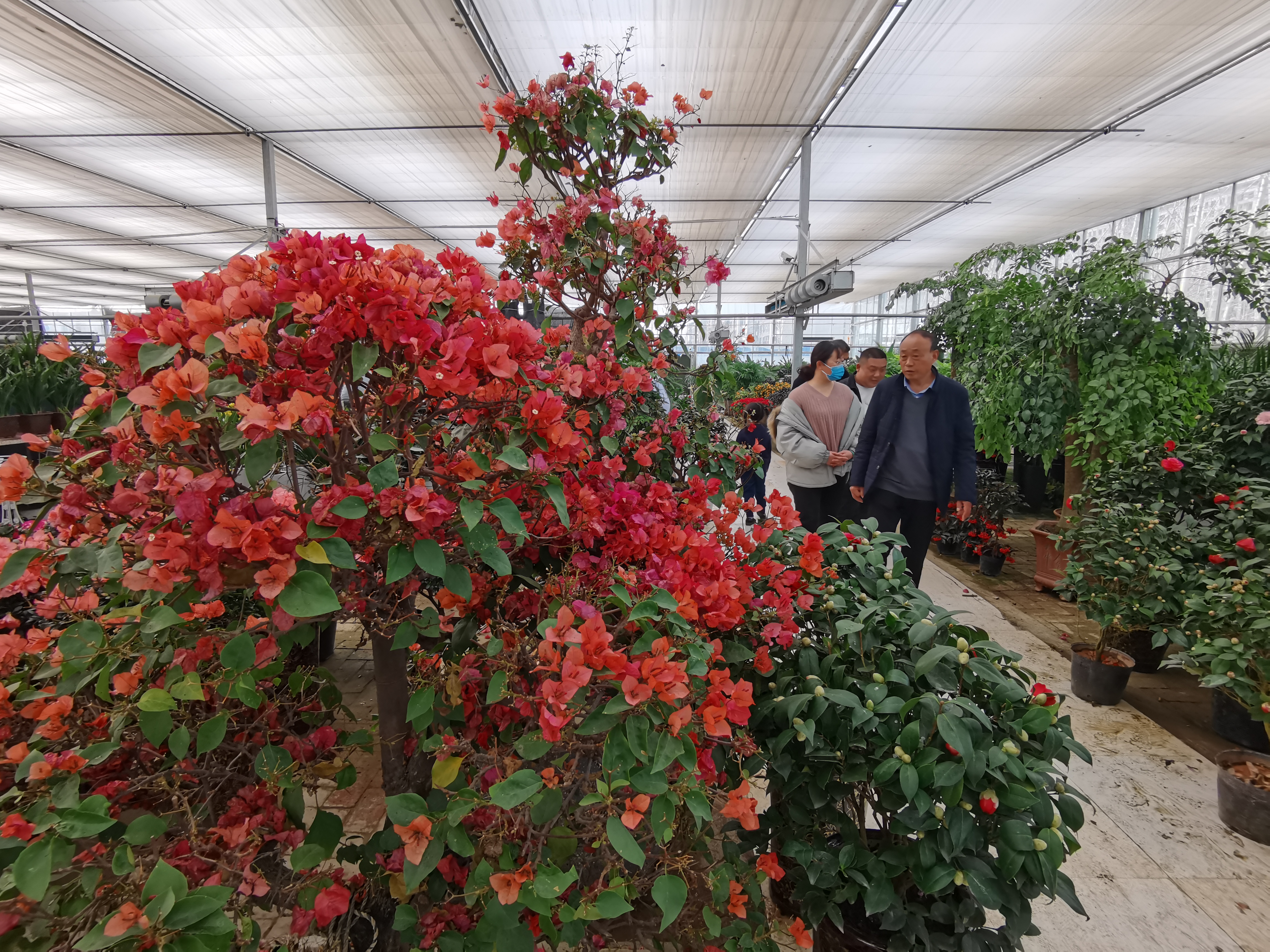 【网络中国节·春节】春节盆栽花卉走俏(图2)