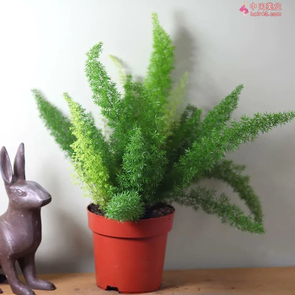 8种很适合作为礼品送给自己的盆栽绿植养在桌面上能一直存活(图11)